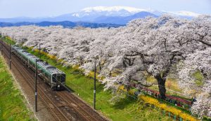 Ngắm hoa anh đào từ những chuyến hỏa xa