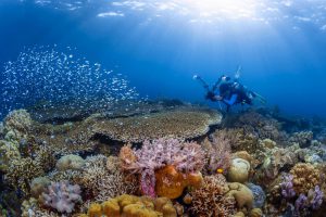 Wakatobi – Cõi Niết bàn dưới đại dương