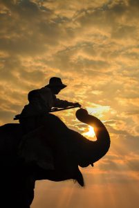 Voi – người bạn lớn của đồng bào Tây Nguyên