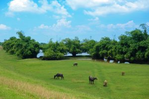 Along the Thien Duc River