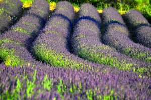 Bản tình ca màu tím