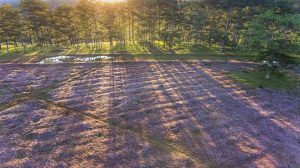 Hẹn nhau trên đồi cỏ hồng