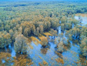 Về đất phương Nam tìm hương rừng