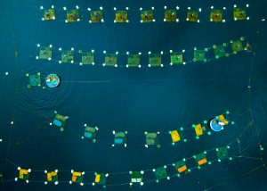 Lobster farming on Hon Yen