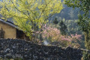 Flowers on the rocks
