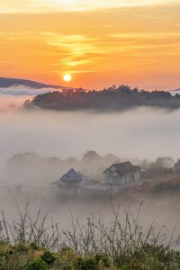 Màu hoa tinh khiết