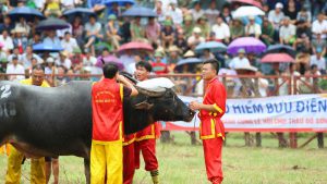 Sôi động các lễ hội chọi trâu trên khắp cả nước