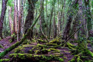 Trekking ở Tasmania