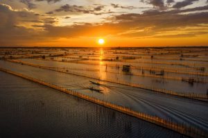 Phá Tam Giang, mùa theo đuôi con cá