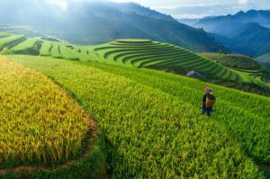 Past terraced rice fields