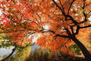 Thung lũng vàng Hunza