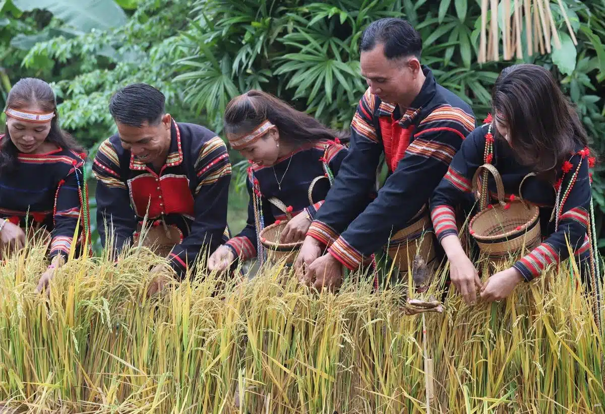 Lễ mừng lúa mới của đồng bào Gia Rai với sự tham gia tràn đầy năng lượng của người dân