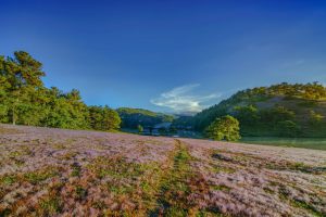 Đà Lạt – Thành phố bốn mùa hoa