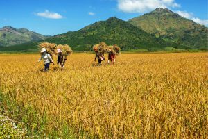 Người Jrai cúng mừng lúa mới