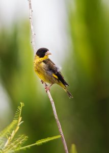 Ngôi nhà của những loài chim quý