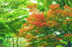 Fukuoka – Trong rừng thẳm và trên đảo xa