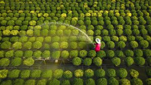 Xuân vàng Sa Đéc