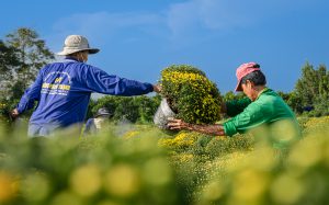 Sa Dec’s golden spring