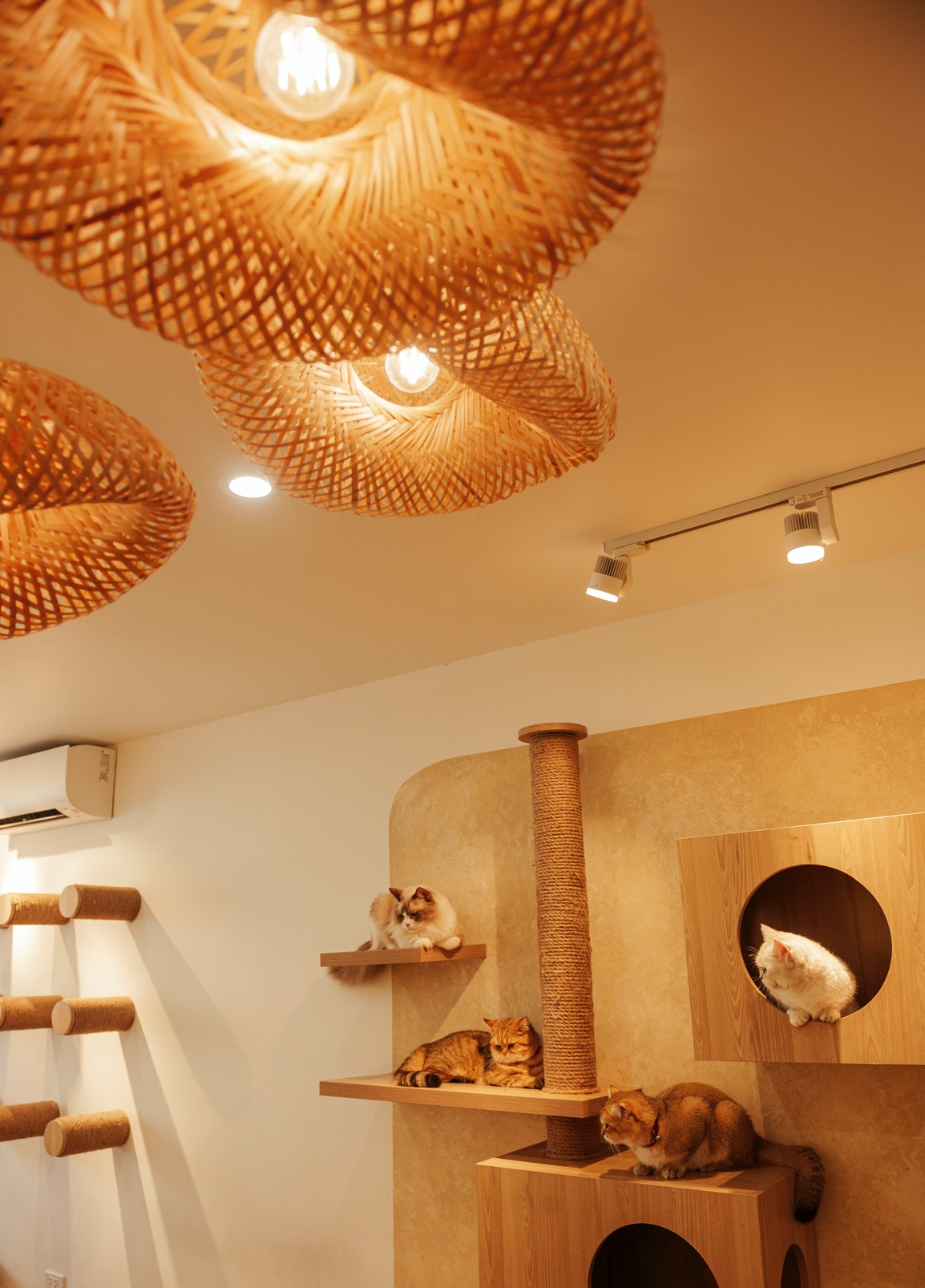 Finding love in a cat café Heritage Vietnam Airlines