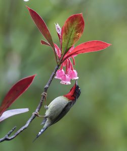 Sắc thắm nơi non cao