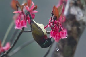 Springtime in the mountains