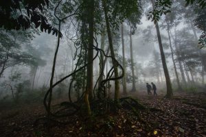 Người Hà Nhì tạ ơn rừng thiêng