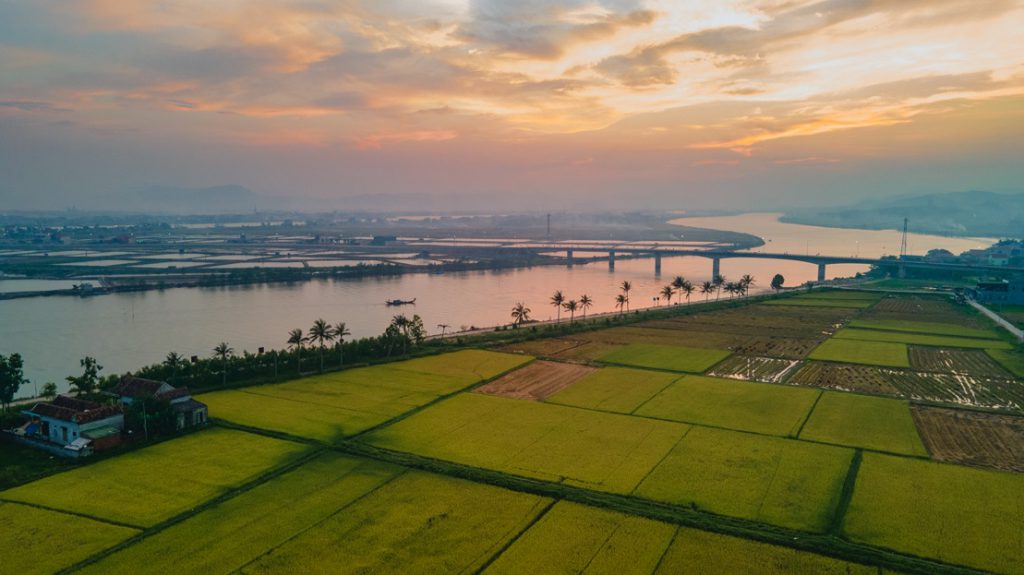 Dồng Lúa Bên Cầu Quảng Hải 1 1024x575
