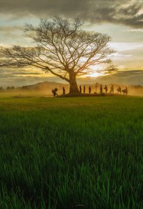 Tây Nguyên rực rỡ tháng 3