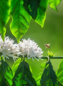 The season of happiness