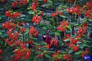 12. Mùa phượng vĩ – Huỳnh Mỹ Thuận