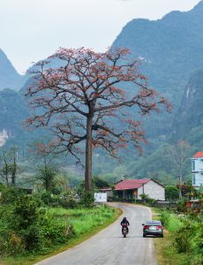 29.Cây gạo Cây di sản Việt Nam di sản – Lương Anh Tuấn