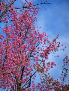 39.Đà lạt – Xứ sở Mai Anh Đào – Đan Khôi