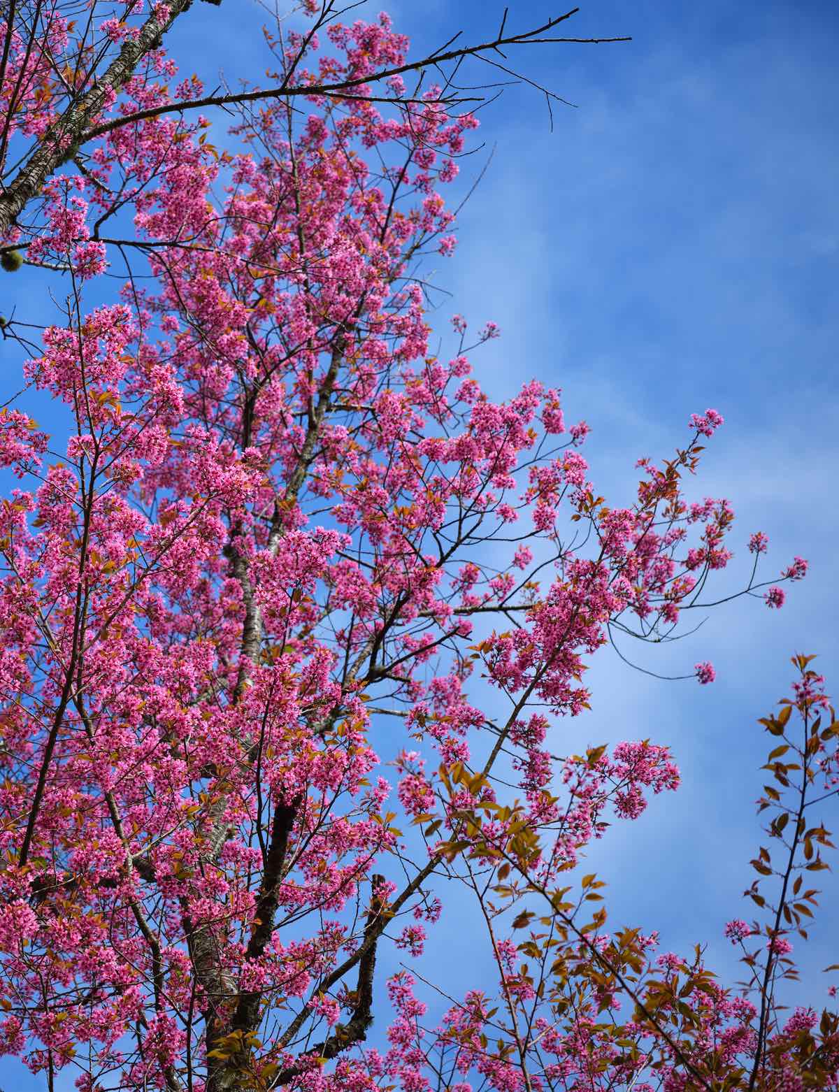 39.Đà lạt – Xứ sở Mai Anh Đào – Đan Khôi