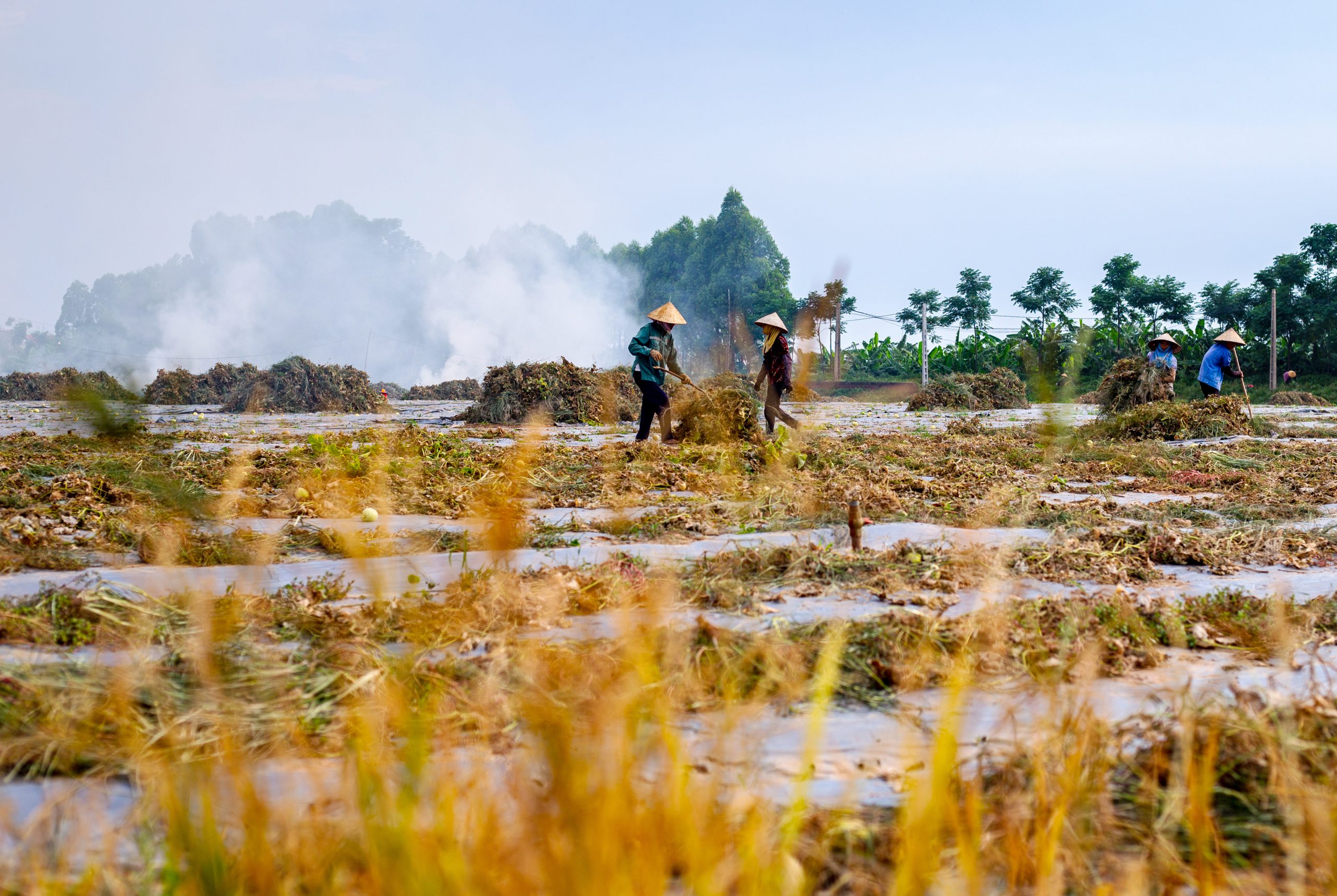 23. Mùi khói cuối vụ – Vũ Văn Long