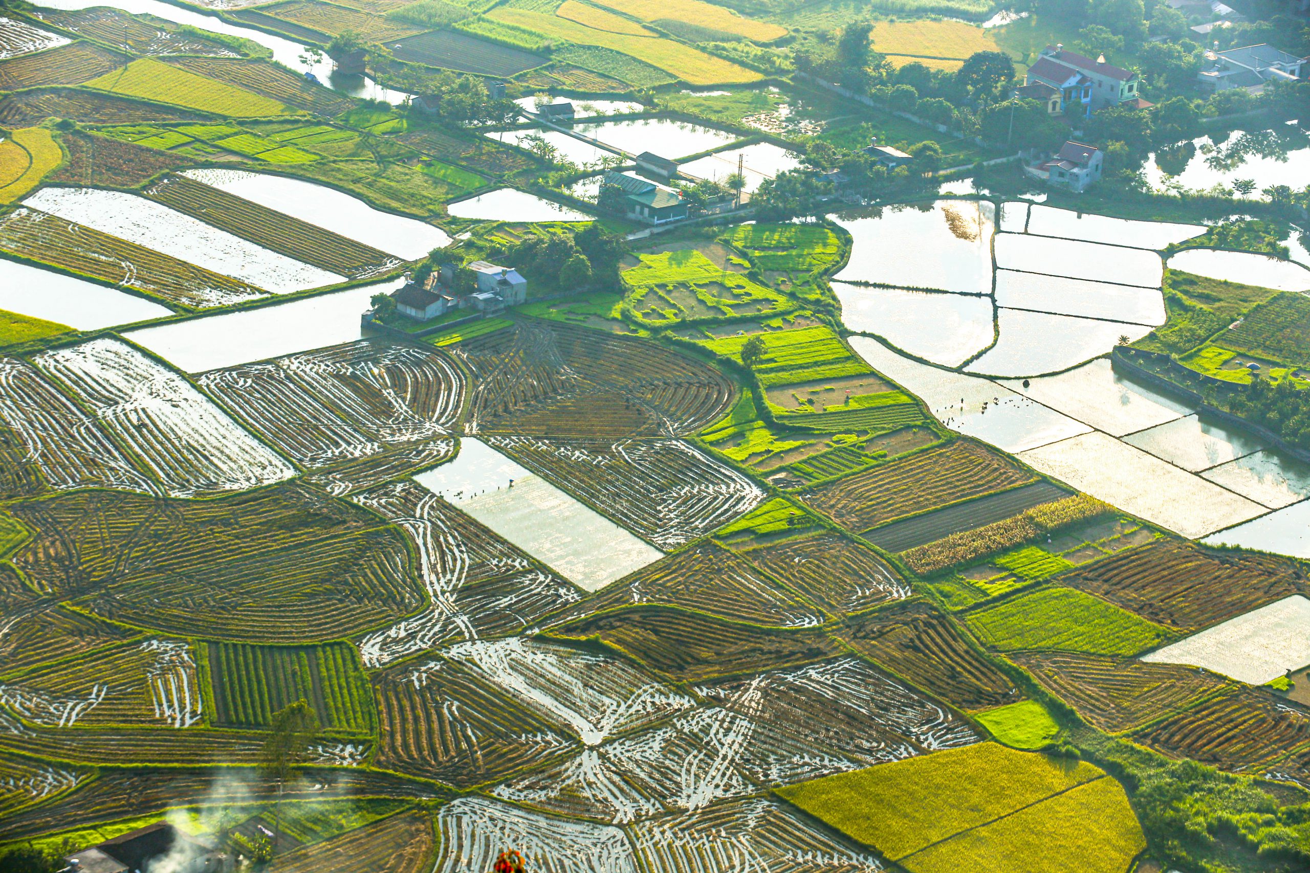 21.Bắc Sơn mùa lúa non – Vũ Văn Long