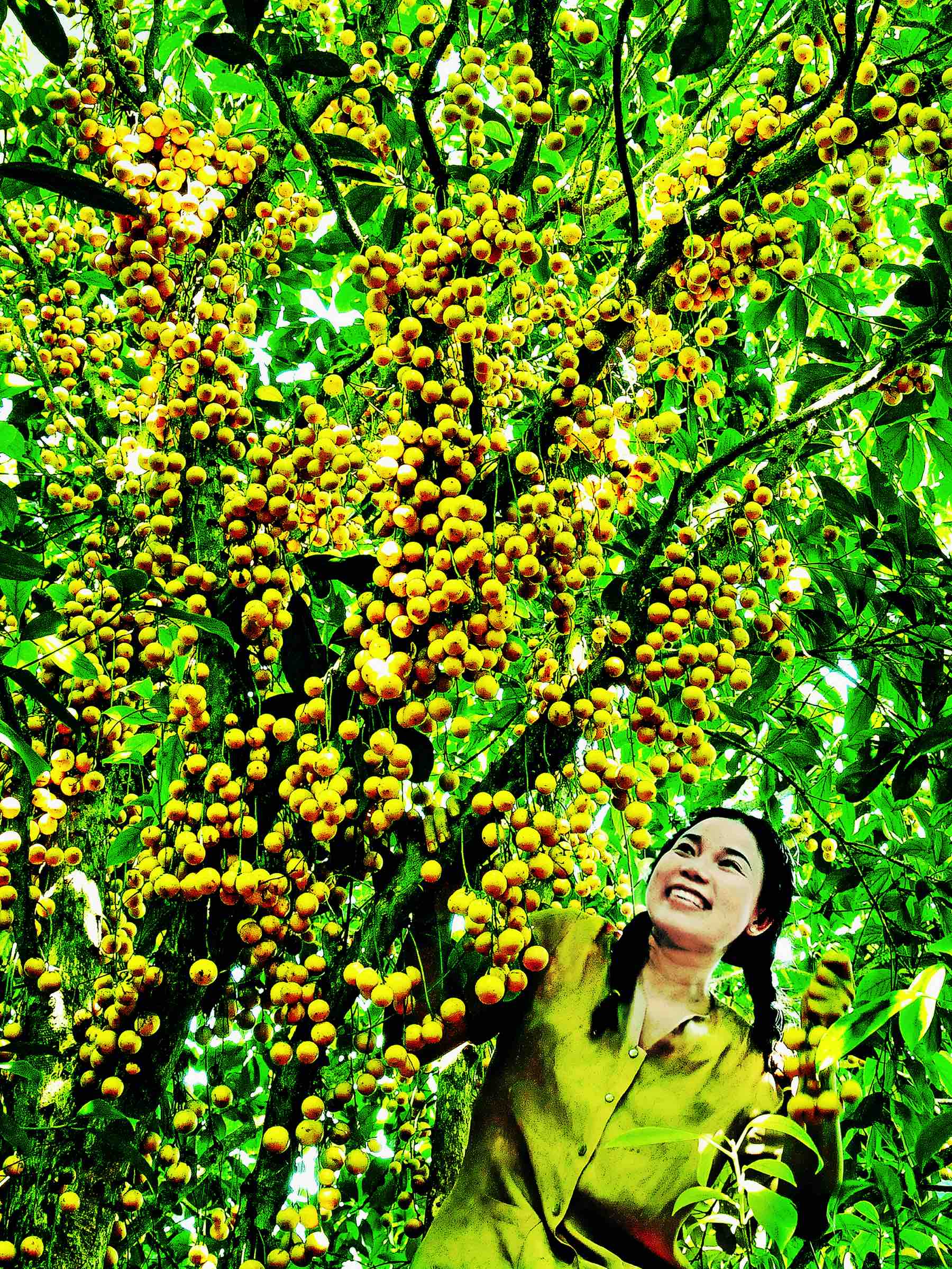 82.Mùa Dâu Vàng Lái Thiêu – Huỳnh Mỹ Thuận
