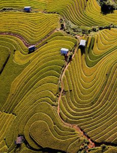 89.Sóng lúa  – Nguyễn Xuân Tình – Nghĩa Lộ – Yên Bái