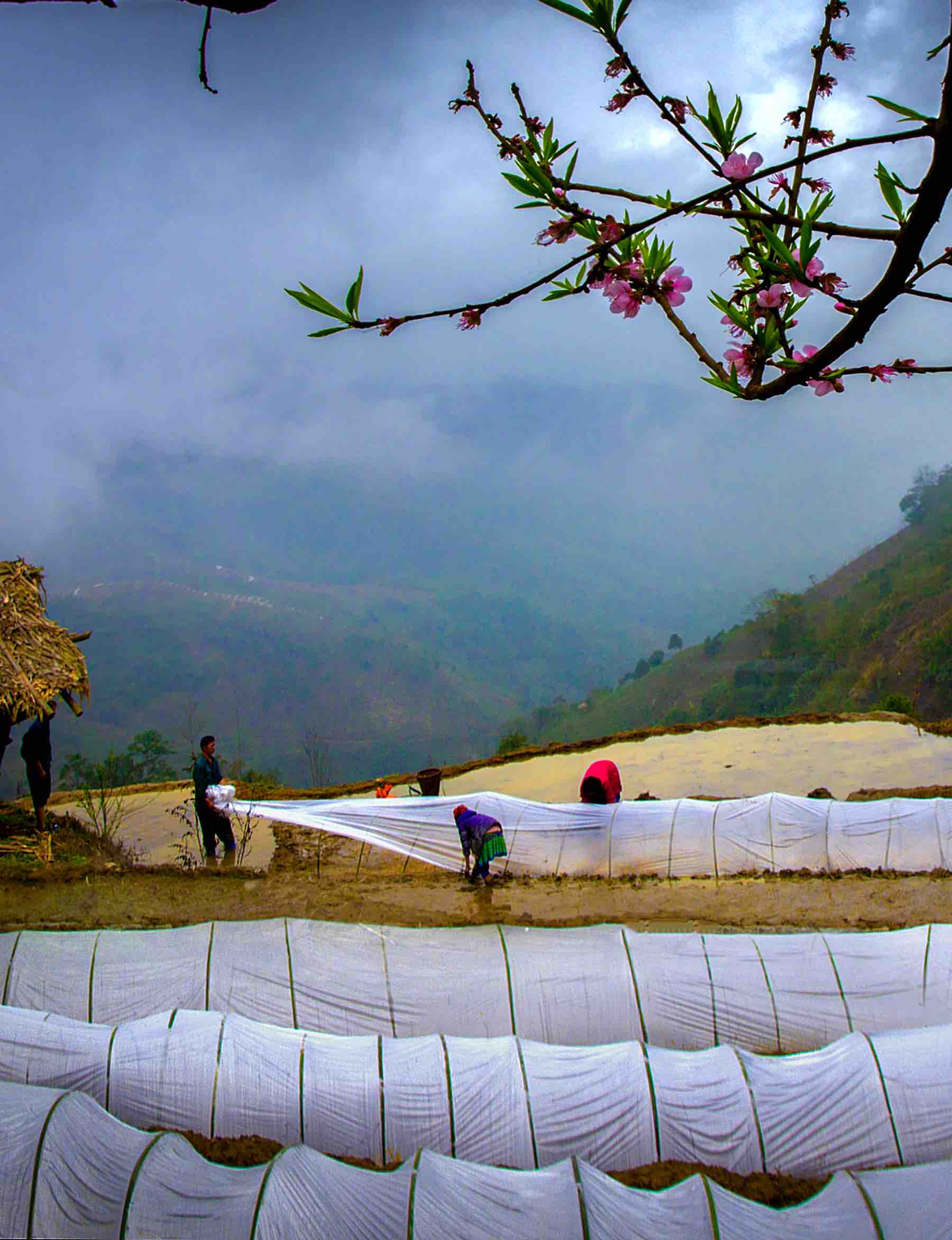 92.Chuẩn bị mạ xuân – Nguyễn Xuân Tình – Nghĩa Lộ – Yên Bái