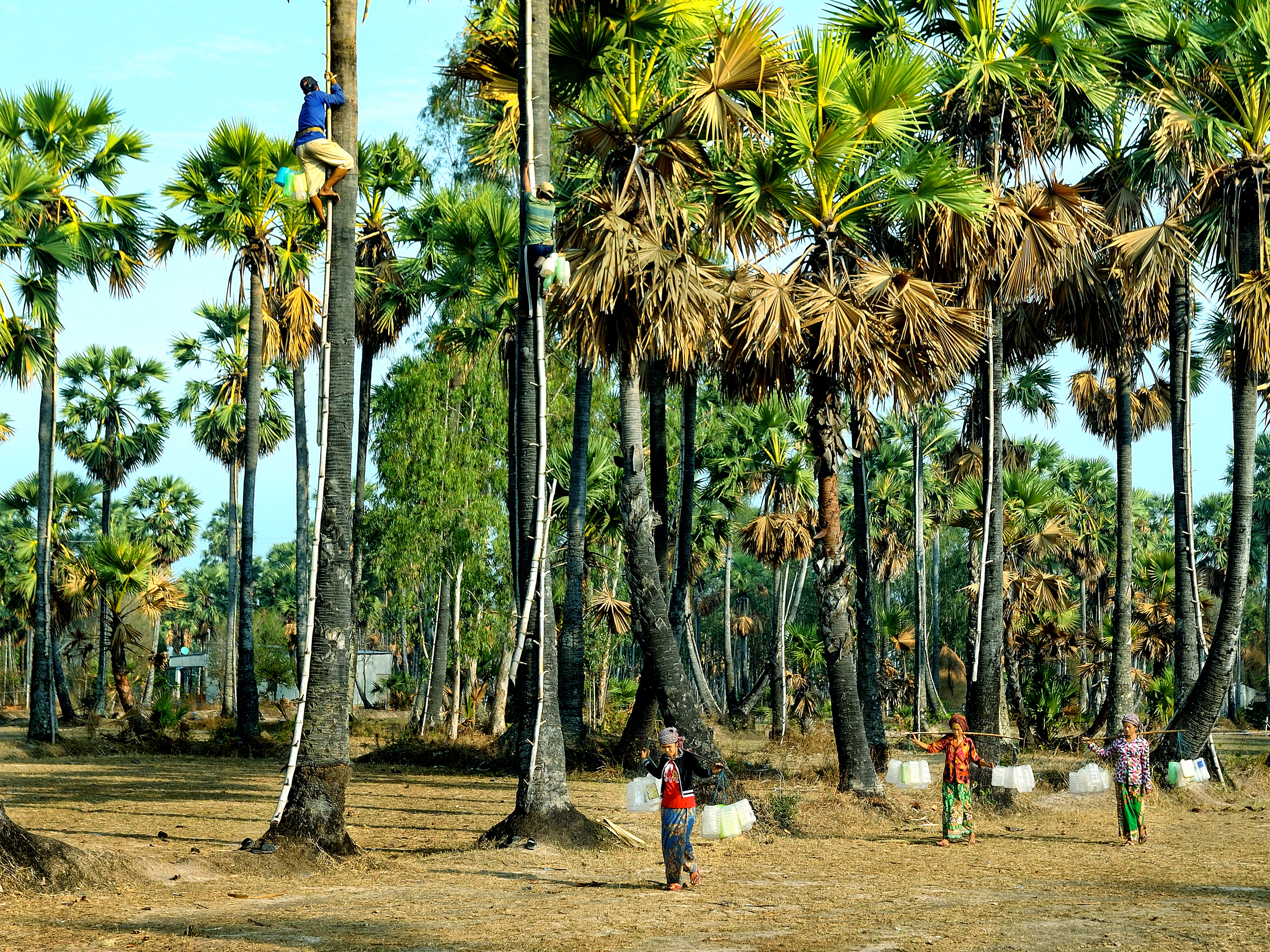 52.Đặc sản thốt nốt An Giang – Võ Văn Hoàng