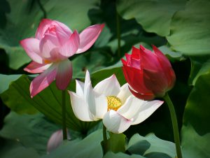 48.MÙA SEN KHOE SẮC – Nguyễn Hữu Thanh