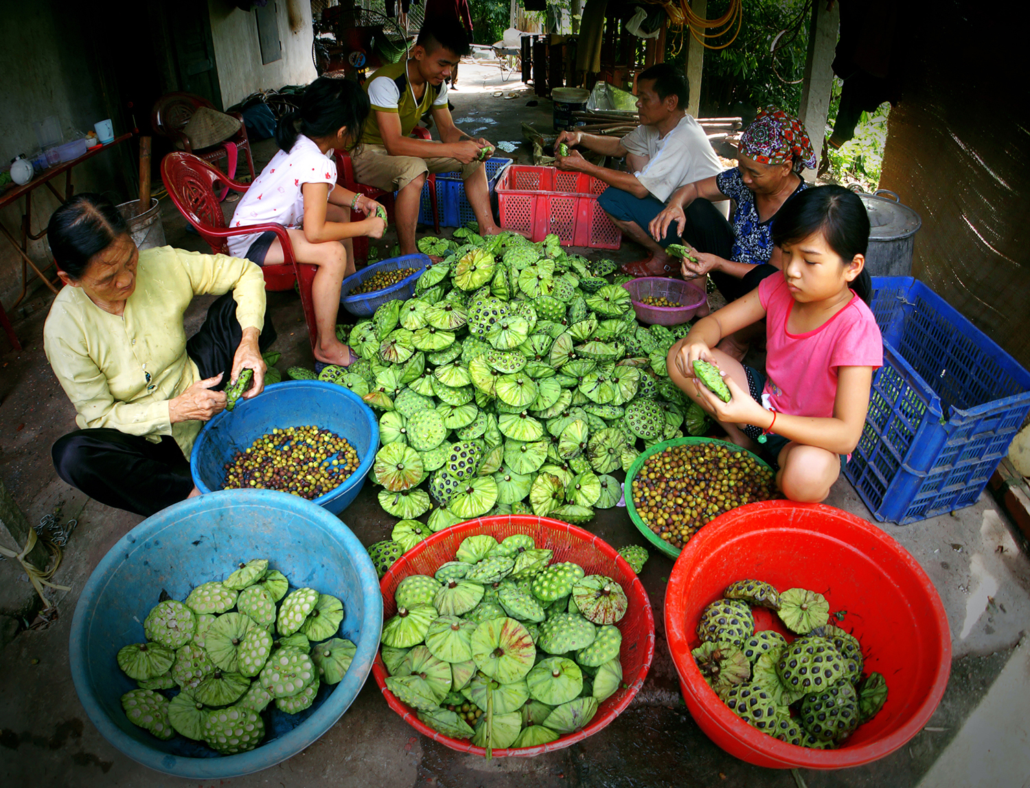 48.MÙA SEN KHOE SẮC – Nguyễn Hữu Thanh
