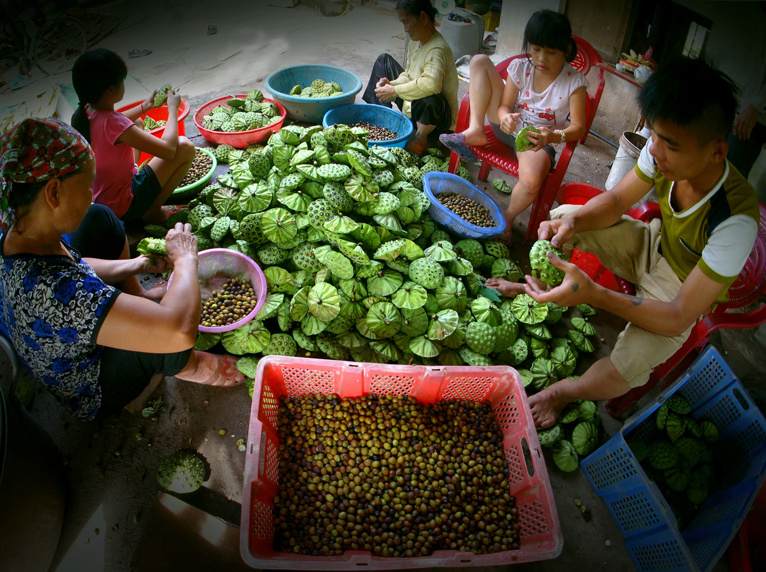 48.MÙA SEN KHOE SẮC – Nguyễn Hữu Thanh