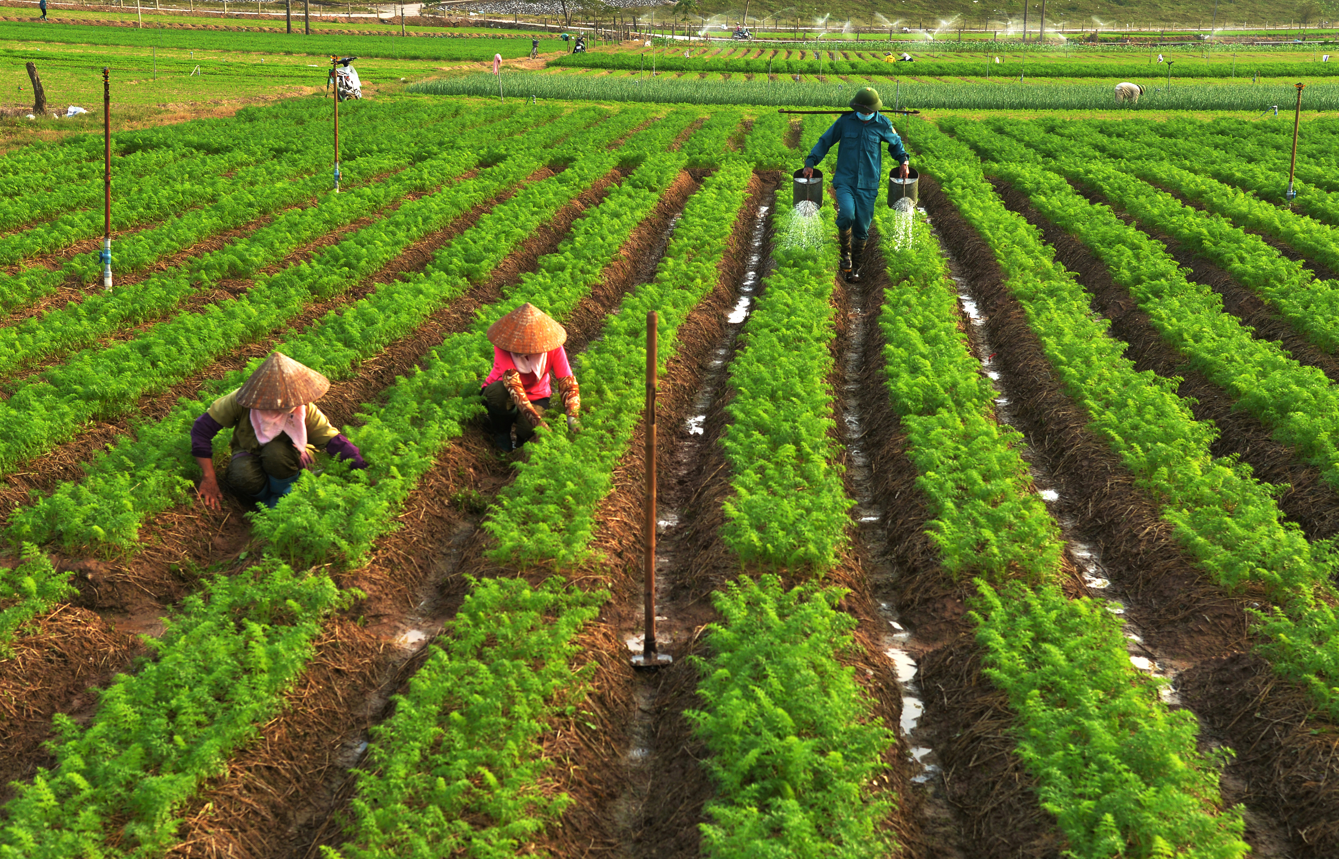 38.Trồng và thu hoạch cà rốt – Lại Diễn Đàm