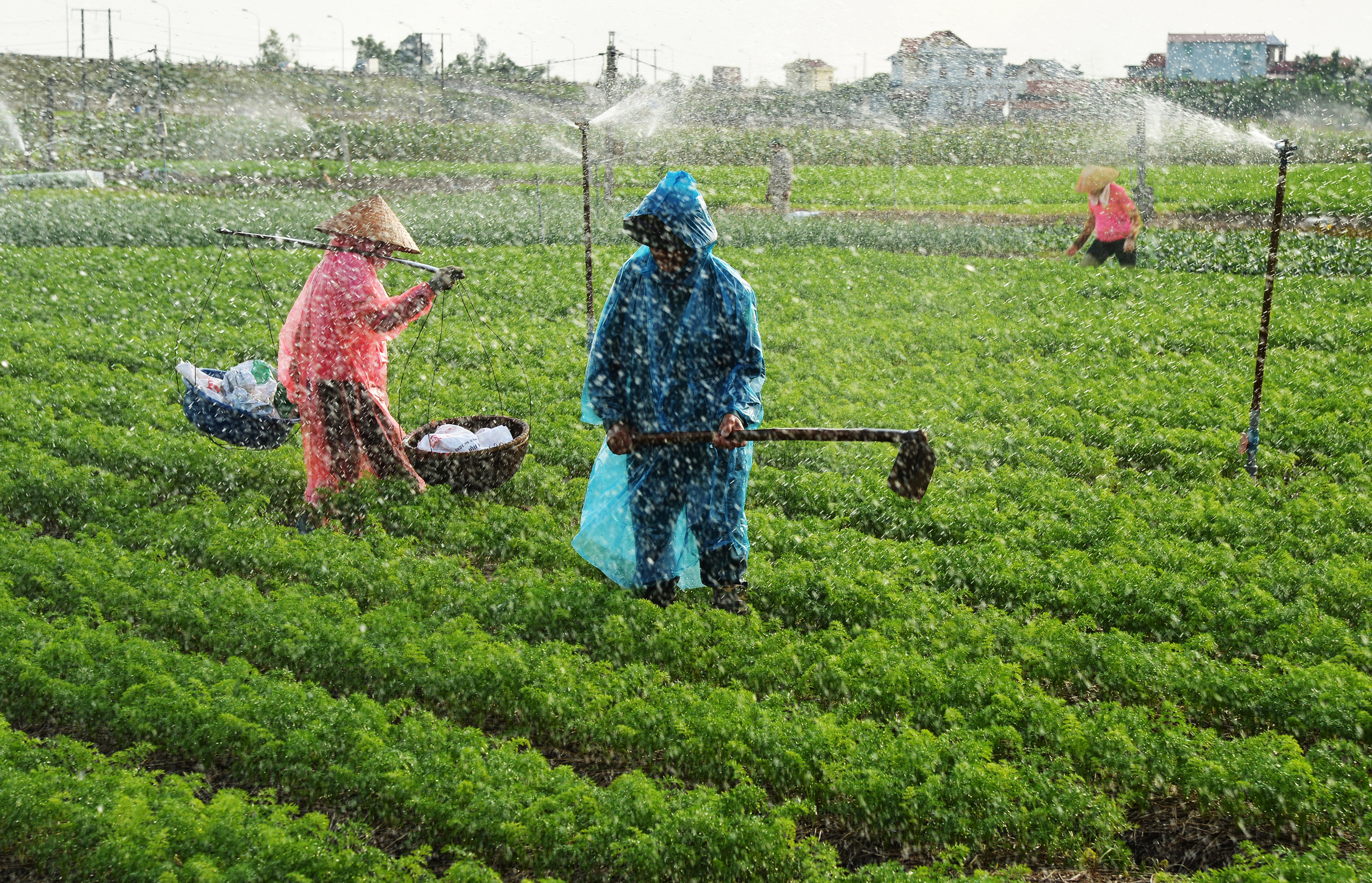 38.Trồng và thu hoạch cà rốt – Lại Diễn Đàm