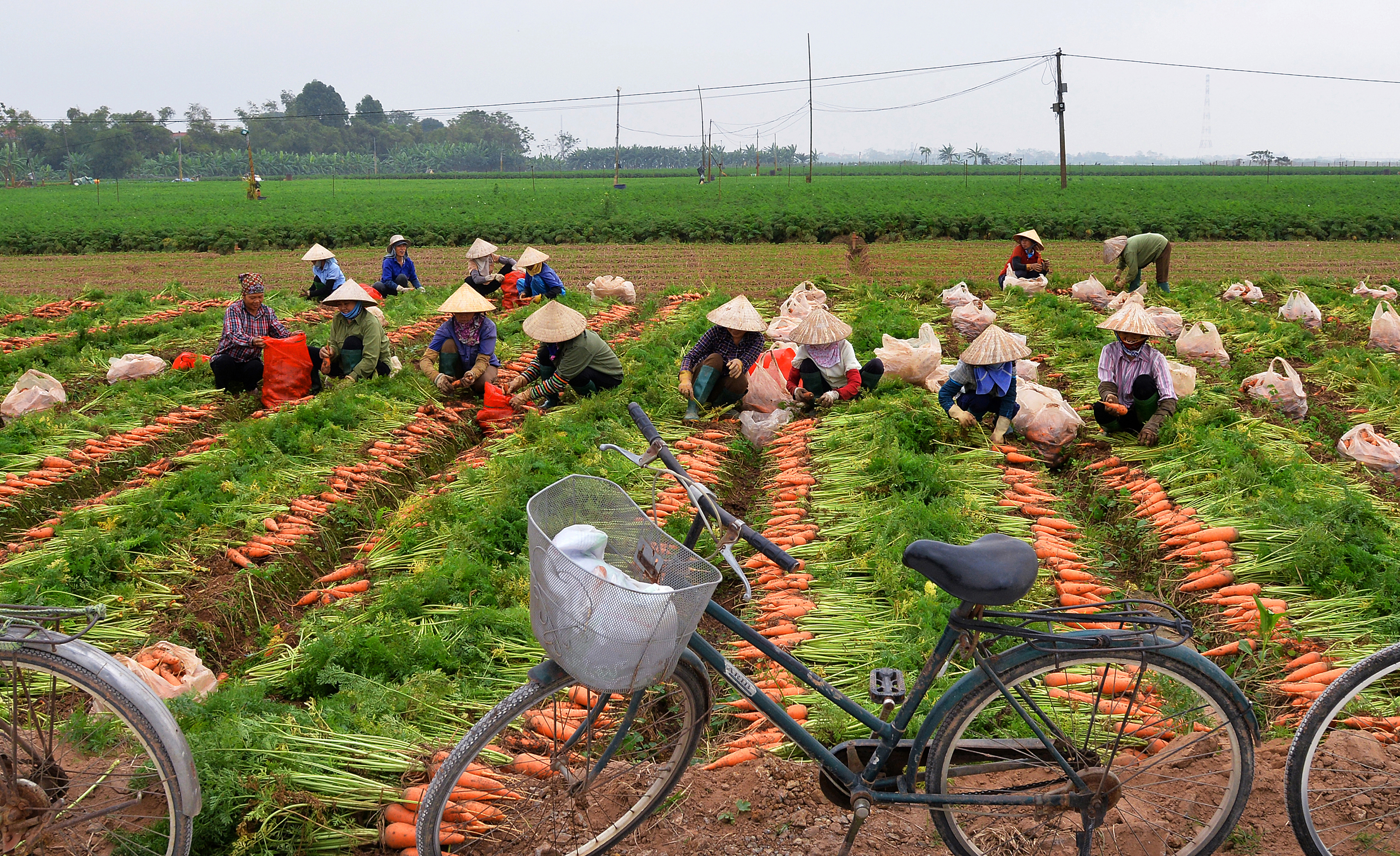 38.Trồng và thu hoạch cà rốt – Lại Diễn Đàm