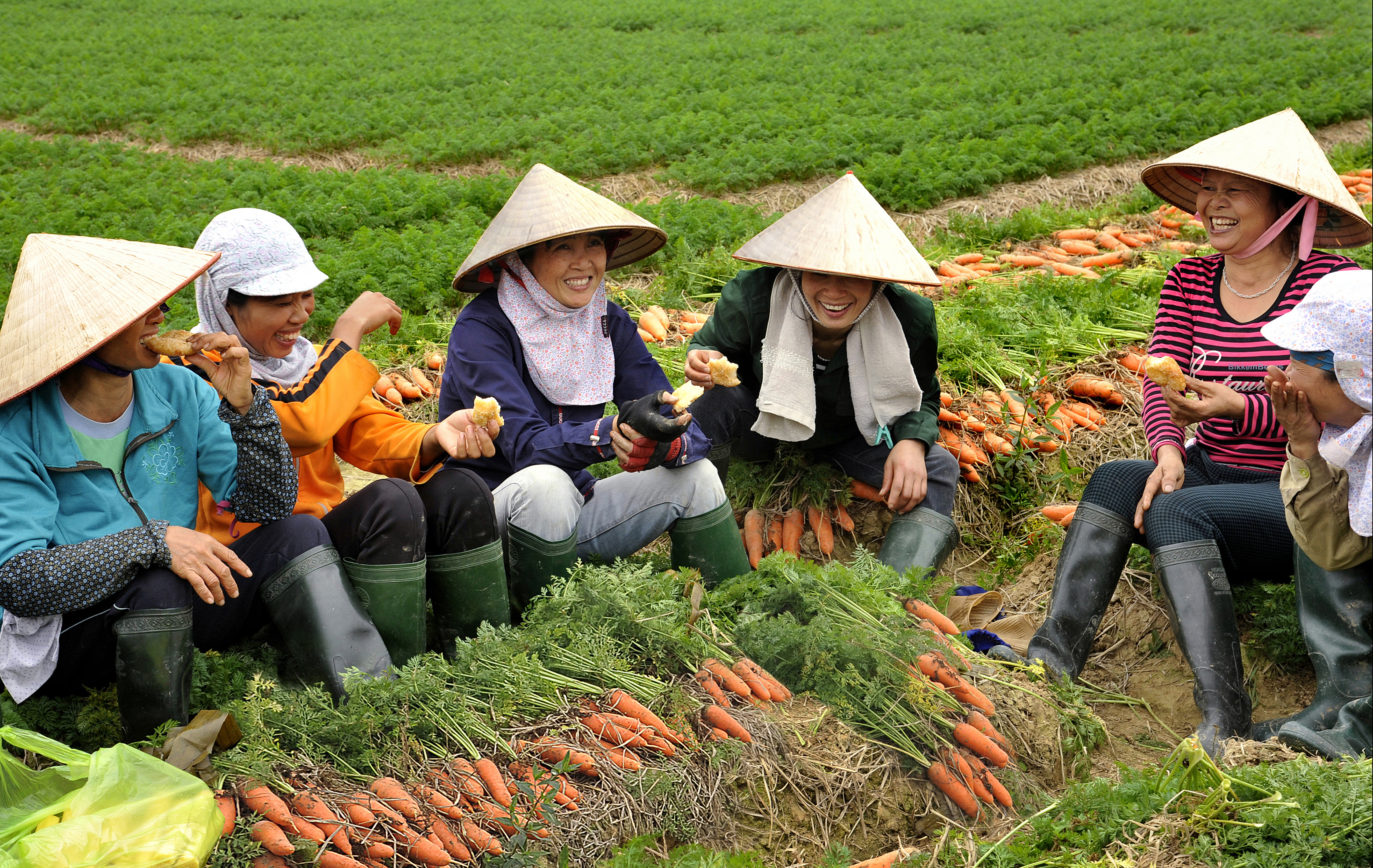 38.Trồng và thu hoạch cà rốt – Lại Diễn Đàm