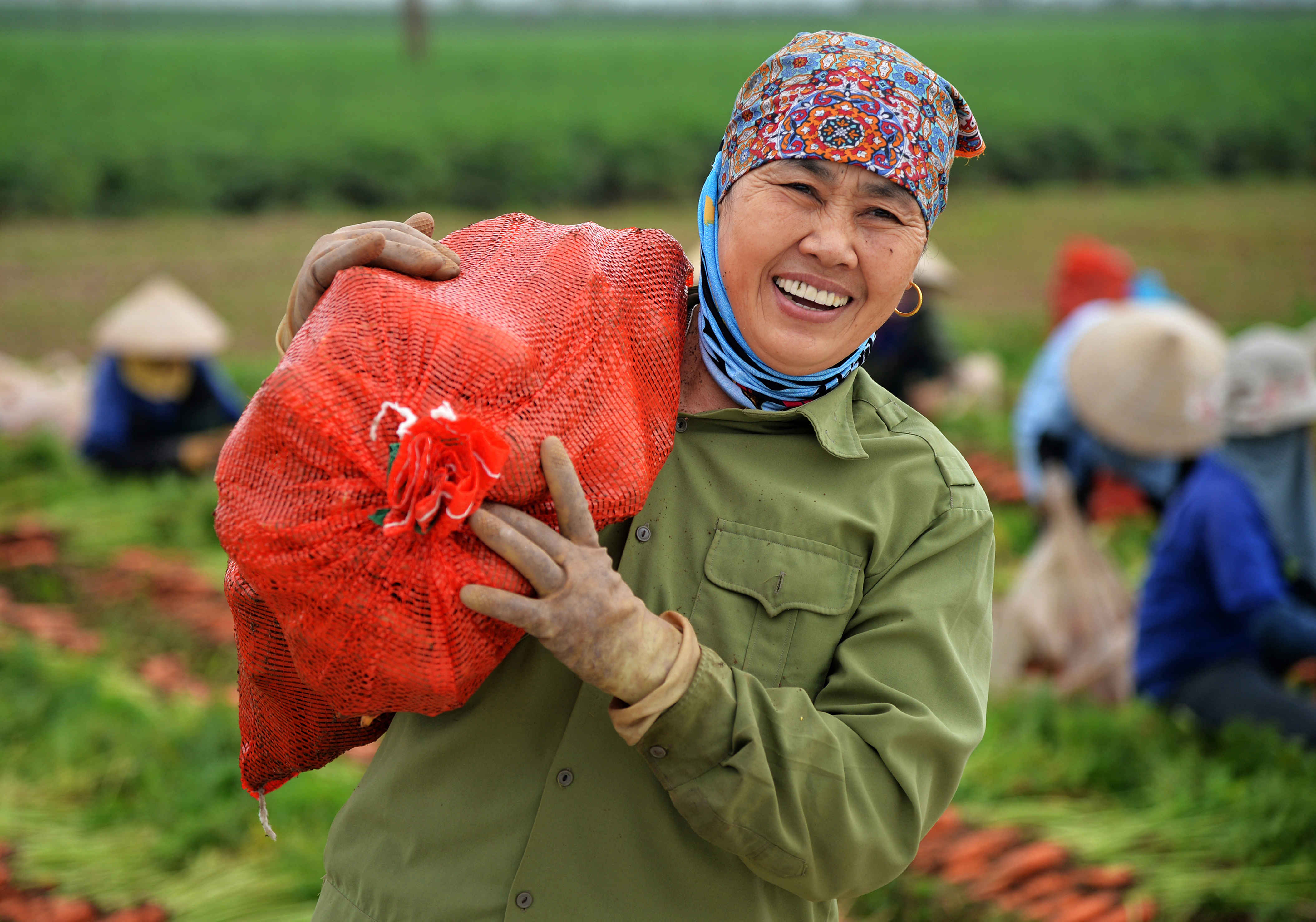 38.Trồng và thu hoạch cà rốt – Lại Diễn Đàm