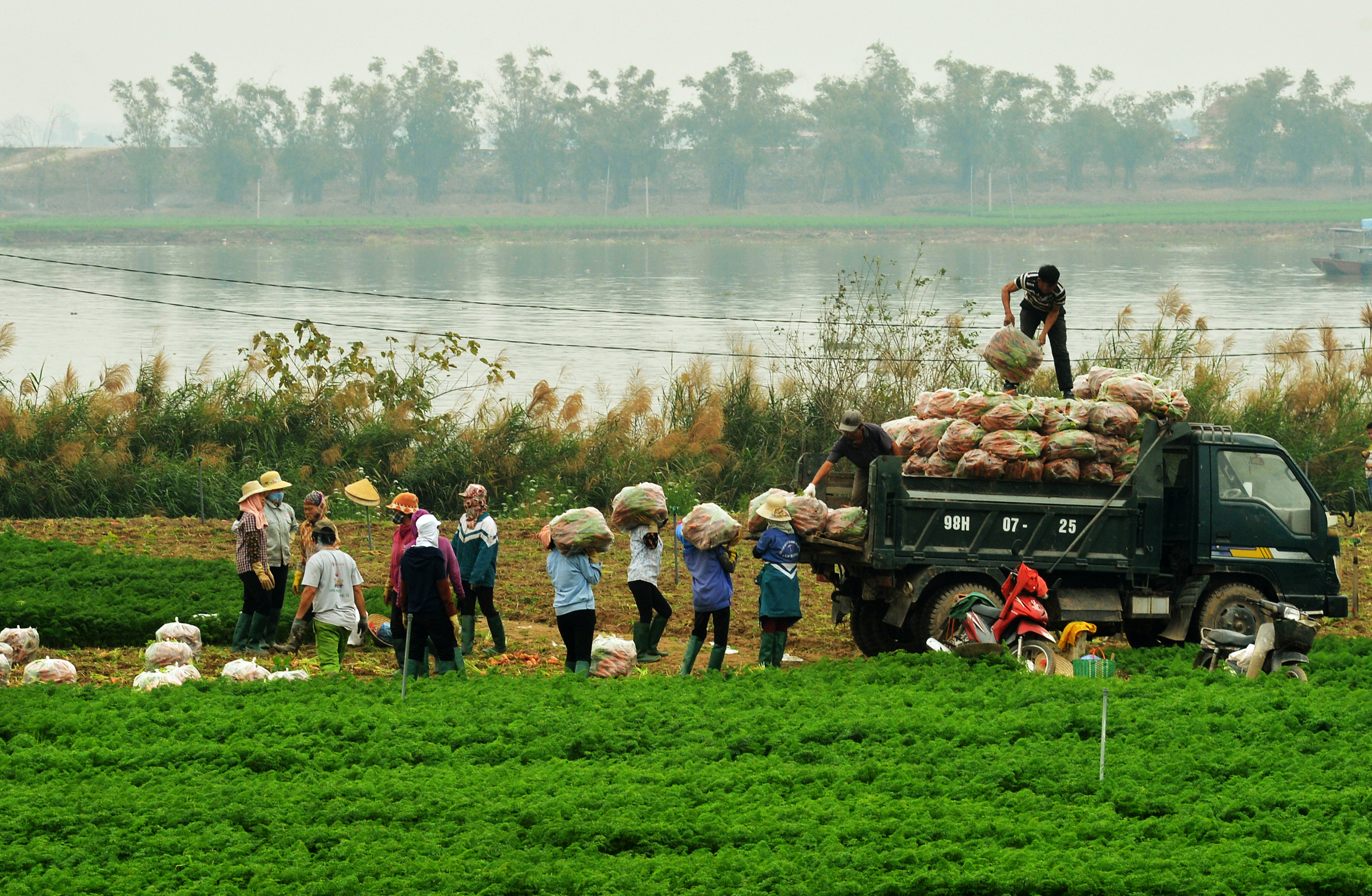 38.Trồng và thu hoạch cà rốt – Lại Diễn Đàm