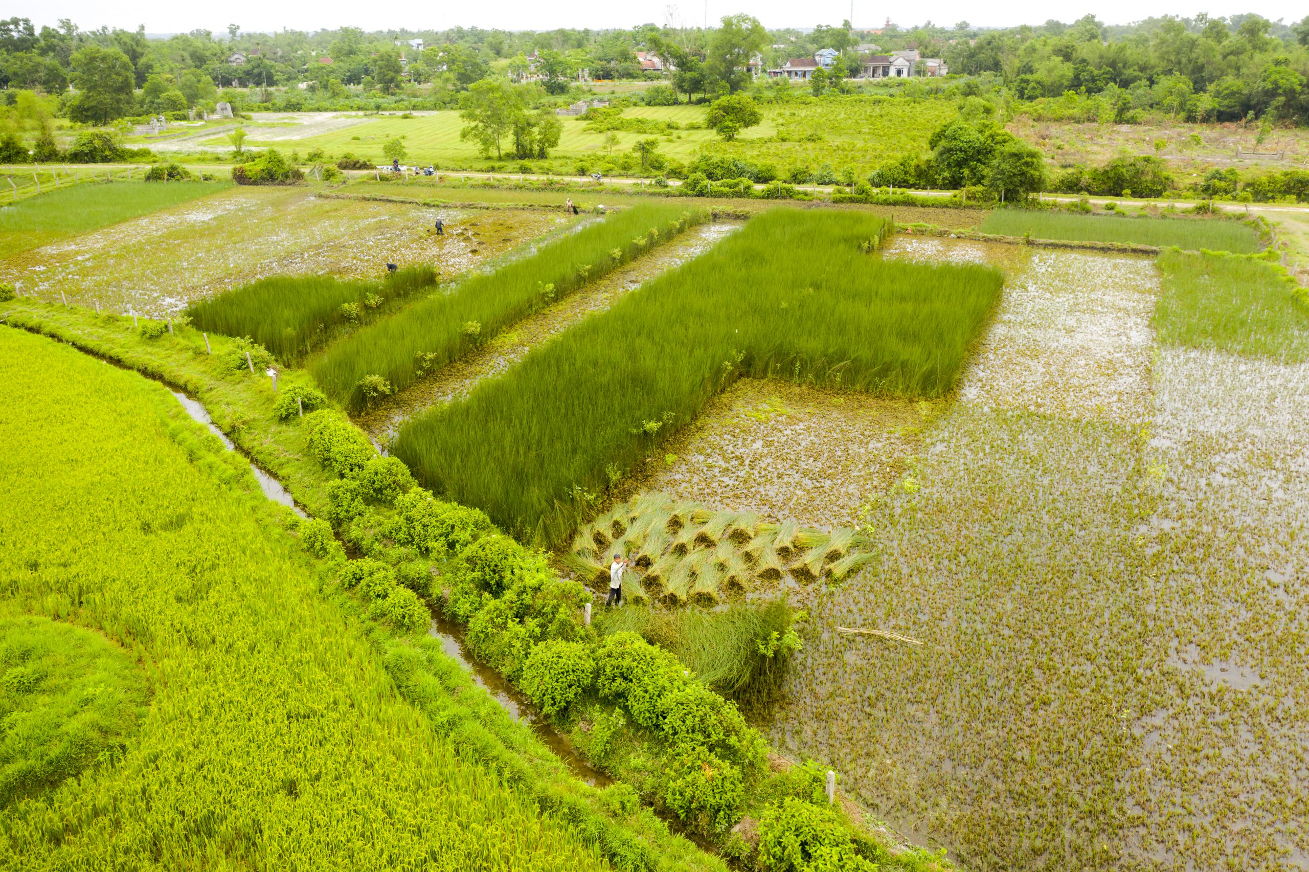 56.Làng nghề đệm bàng Phò Trạch – Nguyễn Trung Thành