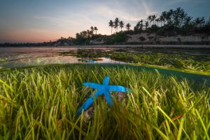 88.Khám phá hệ sinh thái biển Hòn Yến – Phú Yên – Nguyễn Ngọc Thiện